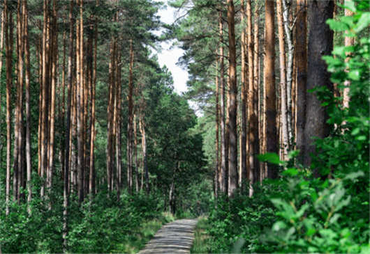 德國(guó)加入聯(lián)盟國(guó)家聯(lián)盟，為保護(hù)環(huán)境做更好的措施