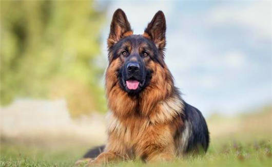 德國猛寵之德國牧羊犬的六大可怕缺點(diǎn)